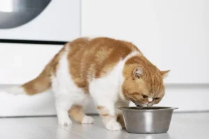 eau filtrée pour animaux de compagnie